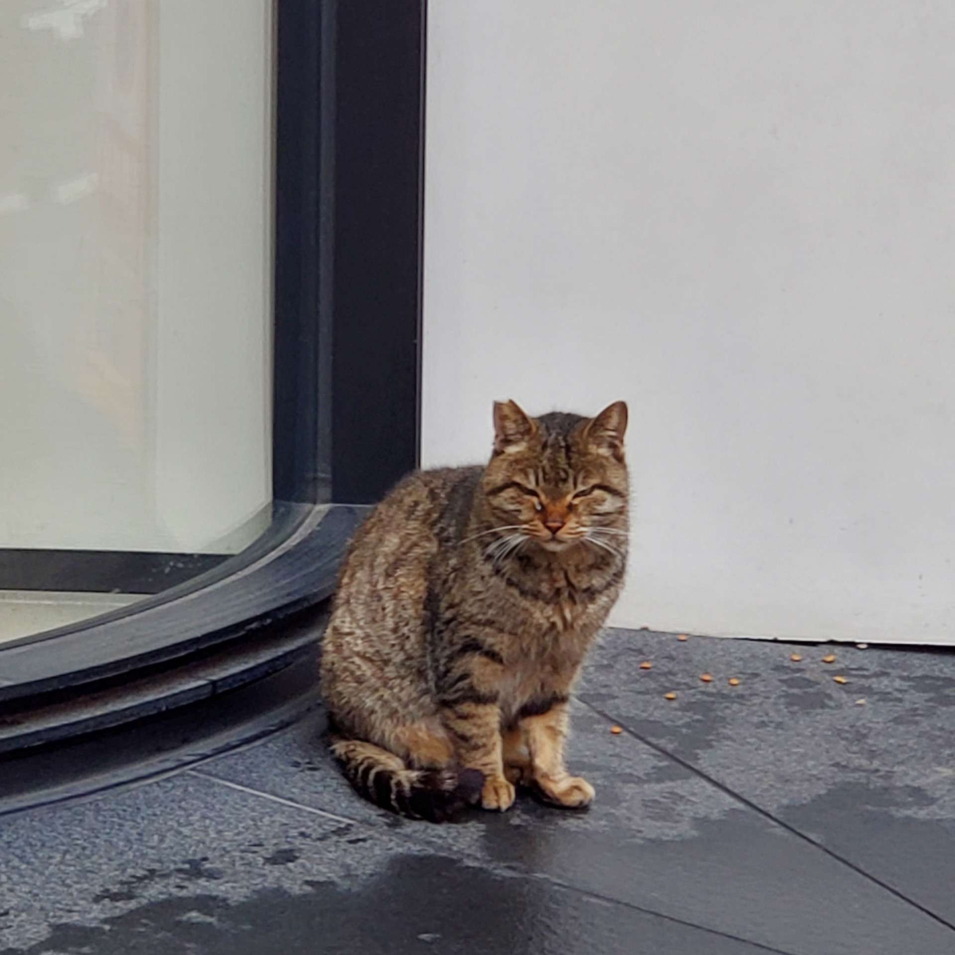 新宿荷揚げと猫